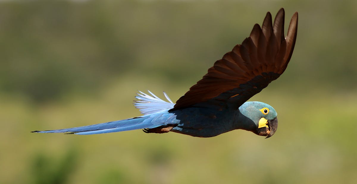 Wind energy project stokes tension and threatens Endangered Lear’s Macaw in Brazilian state of Bahia 