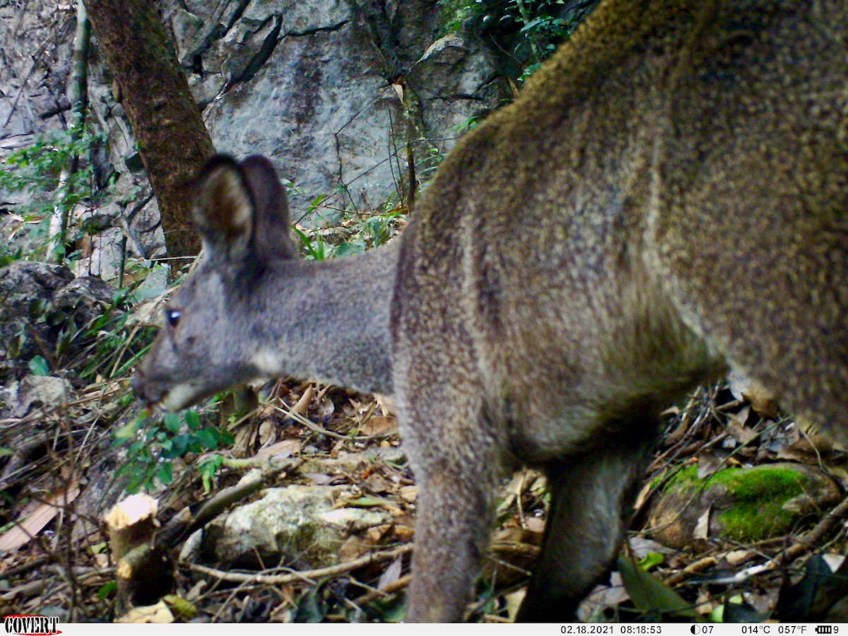 A camera trap in Vietnam's kart mountains captured this photo of a Forest Musk Deer in February 2021. (Photo courtesy of Viet Nam National University of Forestry, Leibniz Institute for Zoo and Wildlife Research, and Re:wild)