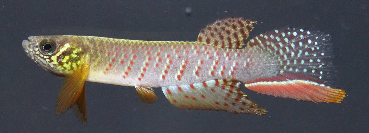  New fish species outsmarts predators by hiding out of water