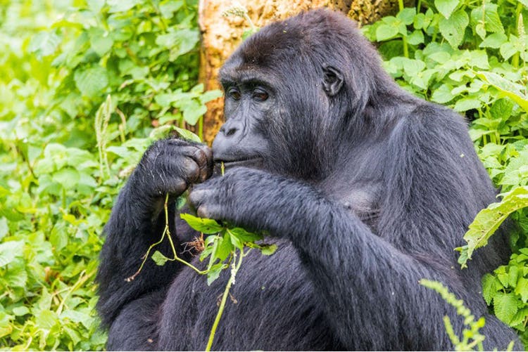 Rescued gorilla Kalonge at Gorilla Rehabilitation and Conservation Education (GRACE) Center.