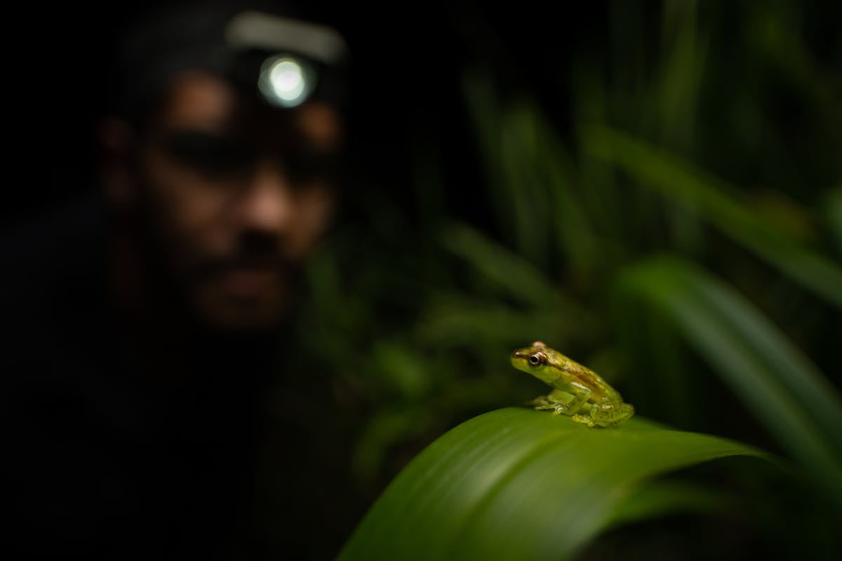 It took Donald Varela Soto and colleagues six months of searching a 20-acre wetland at night to find the Tapir Valley Tree Frog. (Photo by Gregory Basco) 