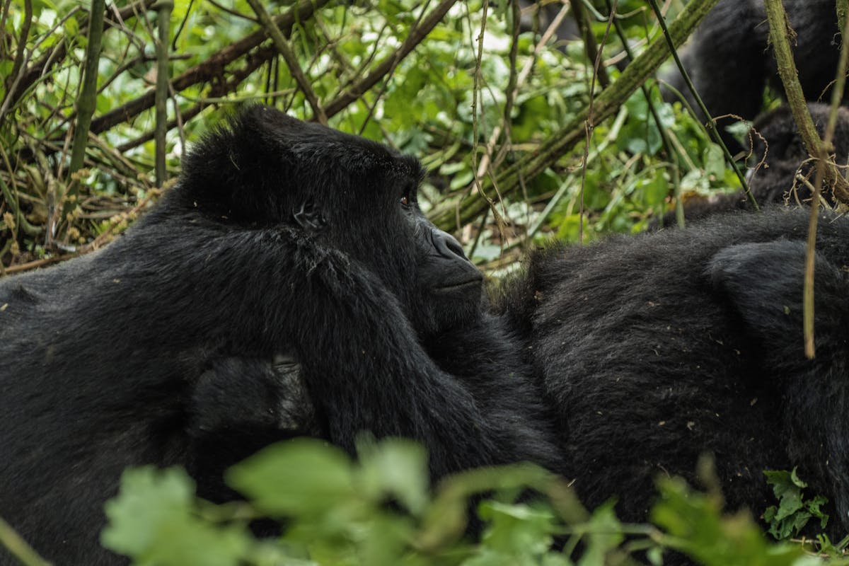 Mountain Gorillas in Virunga National Park. Photo by Bobby Neptune.