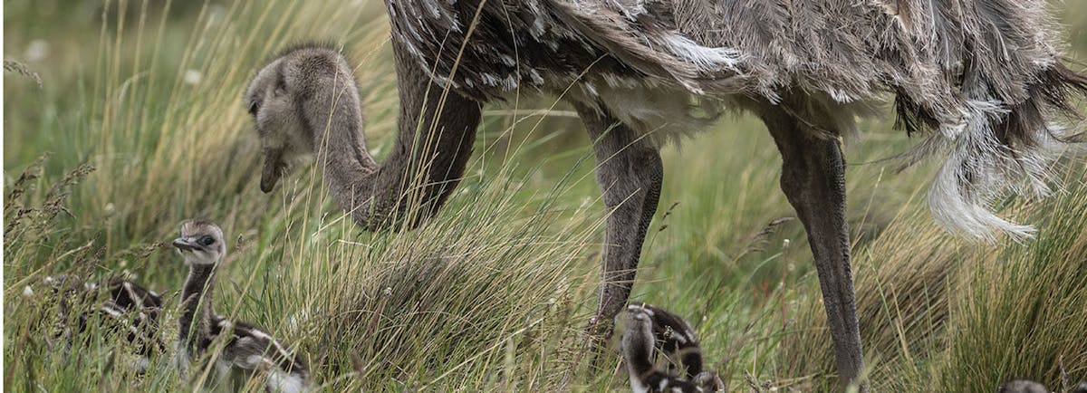 Rewilding the feathered fathers of Chilean Patagonia