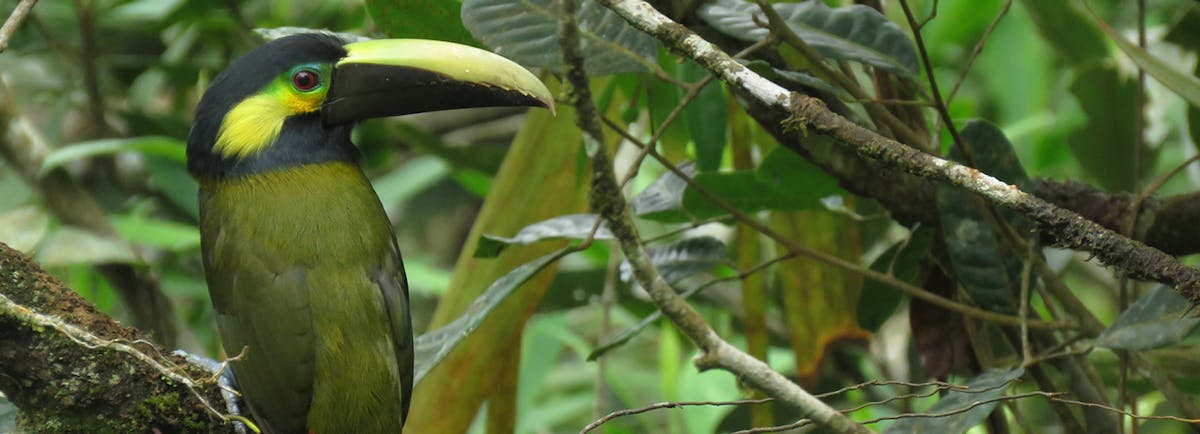 An expedition for a lost bird finds dozens of other species thriving in a dense Colombian forest