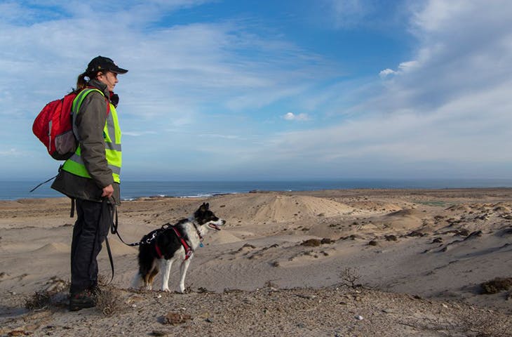 Esther Matthew, senior field officer, Endangered Wildlife Trust and Jessie, the scent-detection dog, searching for golden moles in the dunes near Port Nolloth. (Photo by Nicky Souness) 