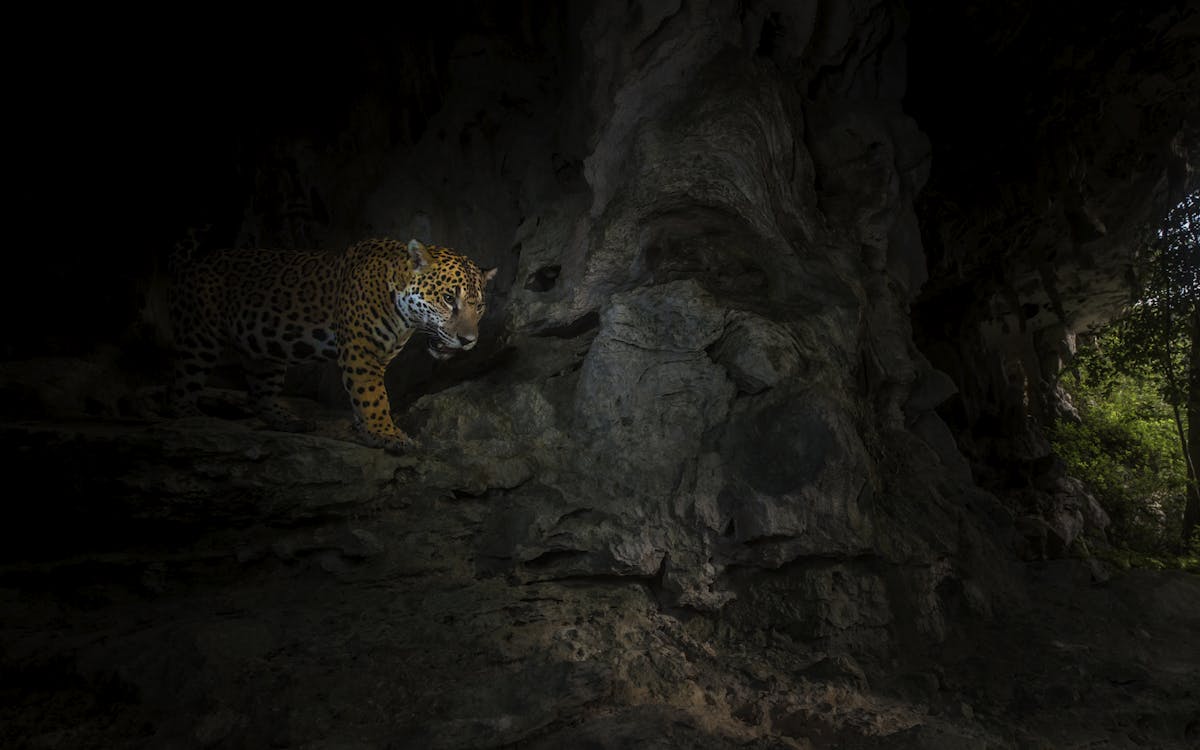 Jaguar photo by Jamen Percy