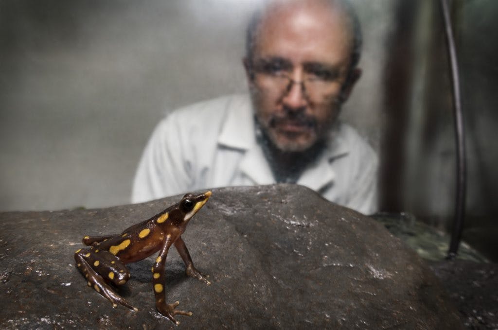 Dr. Luis Coloma looks in on a Longnose Harlequin Frog that his team brought into captivity for breeding at the Jambatu Research and Conservation Center. (Photo by Centro Jambatu/Fundación Otonga)