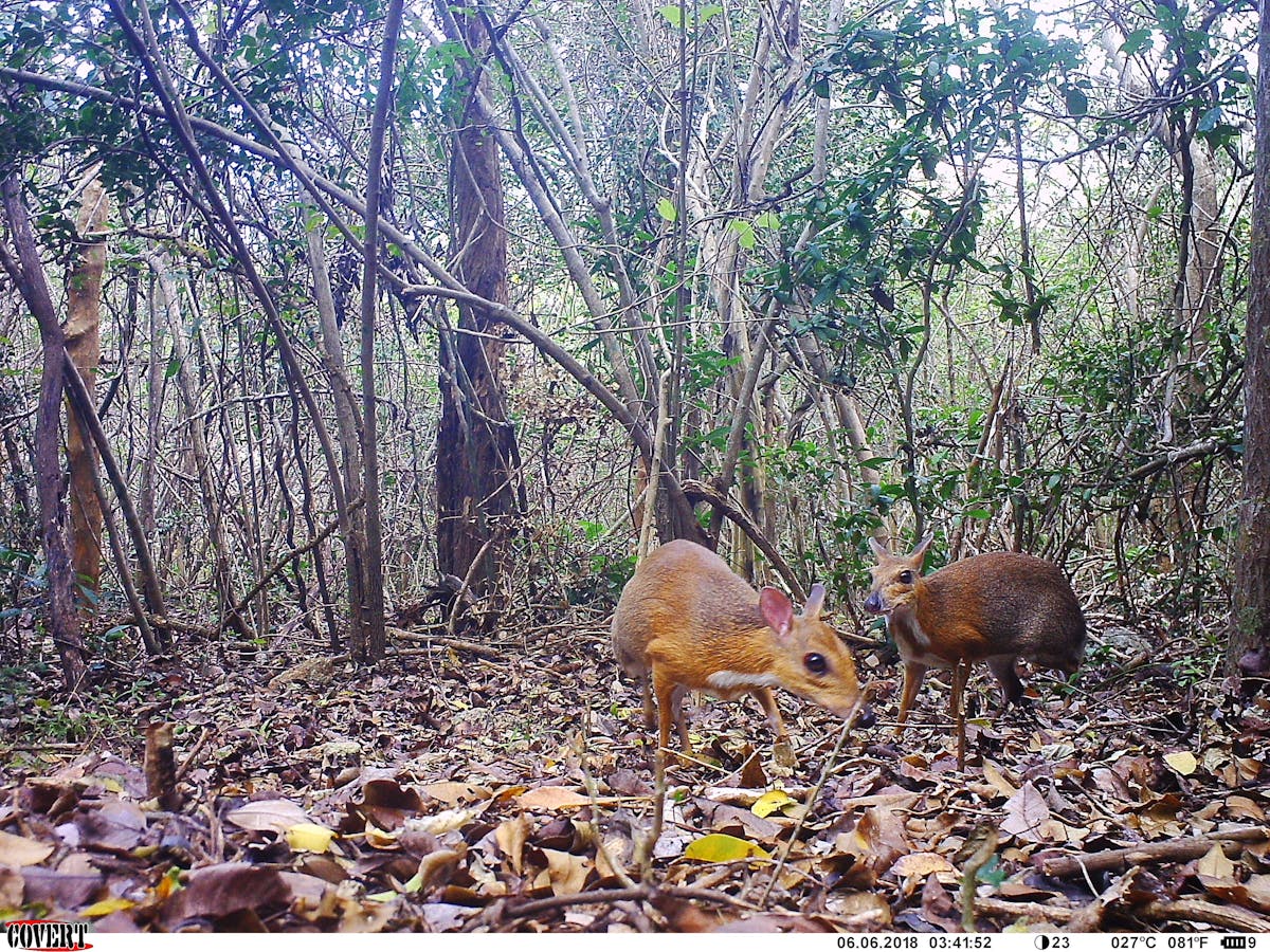 Two Silver-backed Chevrotain captured by a camera trap in the Annamites Mountains (Photo by SIE / Re:wild / Leibniz-IZW / NCNP)