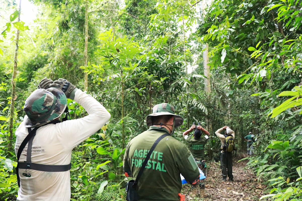 Photo courtesy of Asociación para la Conservación de la Cuenca Amazónica (ACCA). 