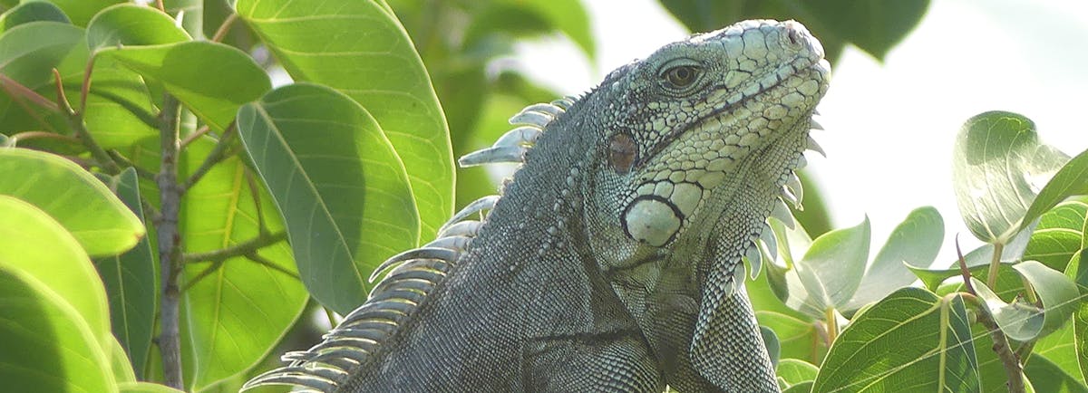 Look-alike lizards threaten Critically Endangered Lesser Antillean Iguanas 