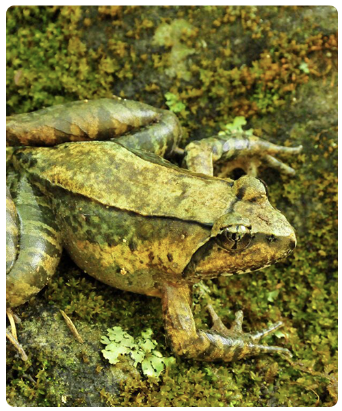 Yunnan Asian Frog. Photo by Dingqi Rao.