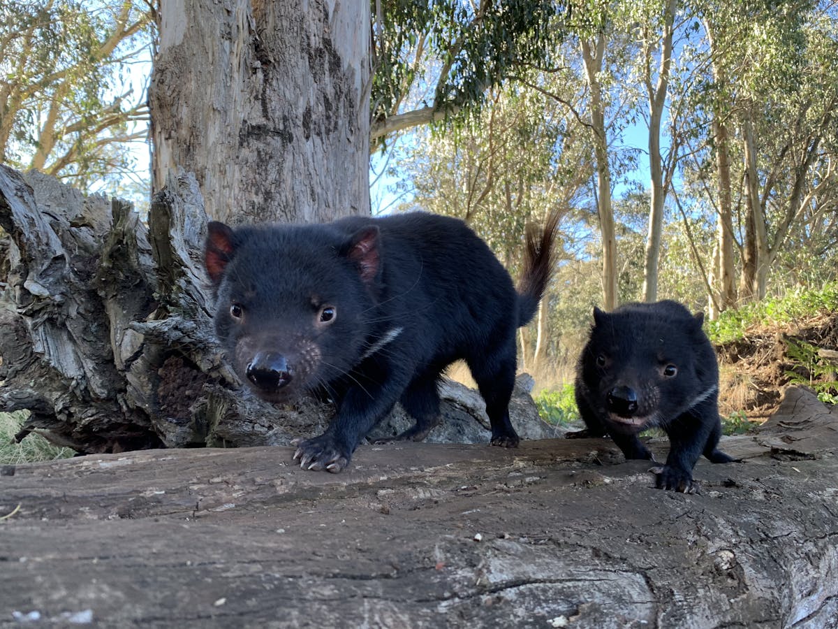 First Tasmanian devil to return to the wilds of mainland Australia gives birth to three joeys 