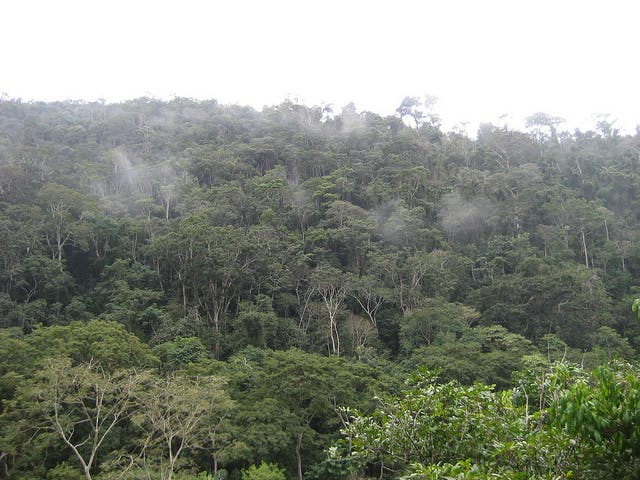 Muriqui habitat at the privately owned, federally protected reserve called RPPN Feliciano Miguel Abdala. (Photo by Pablo Fernicola)