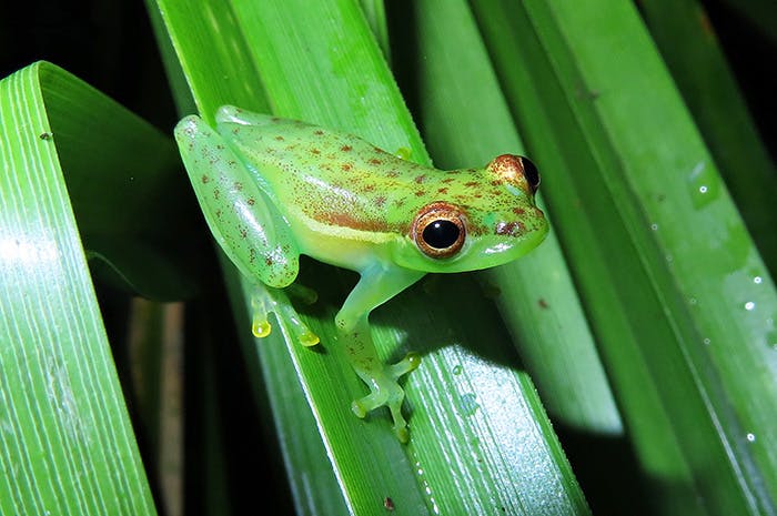 The Tapir Valley Tree Frog, a newly described species discovered in a Costa Rican Nature Reserve. It’s only known home is a 20-acre wetland area on the reserve. (Photo by Juan G. Abarca)