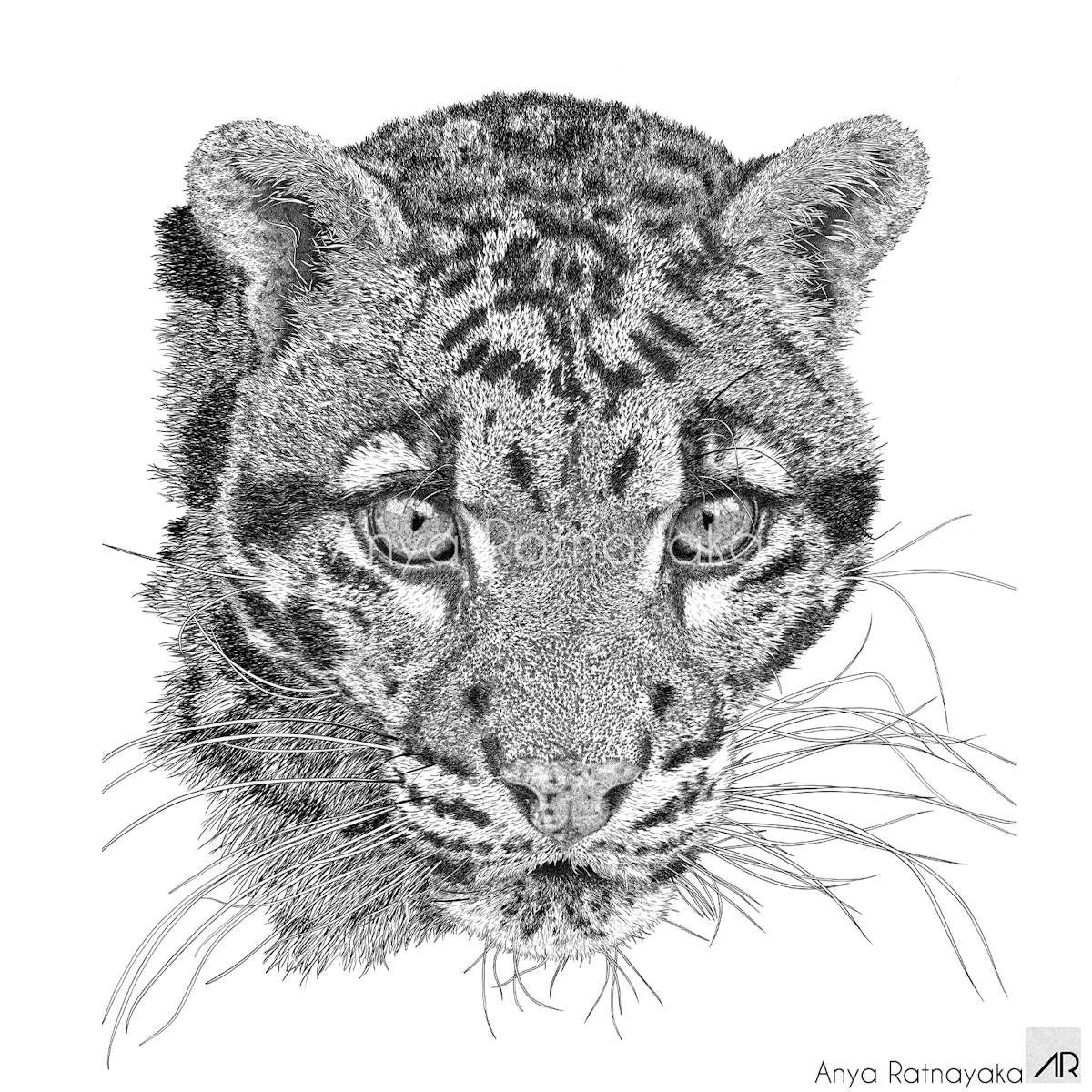 Anya's drawing of a Clouded-Leopard Nebulous