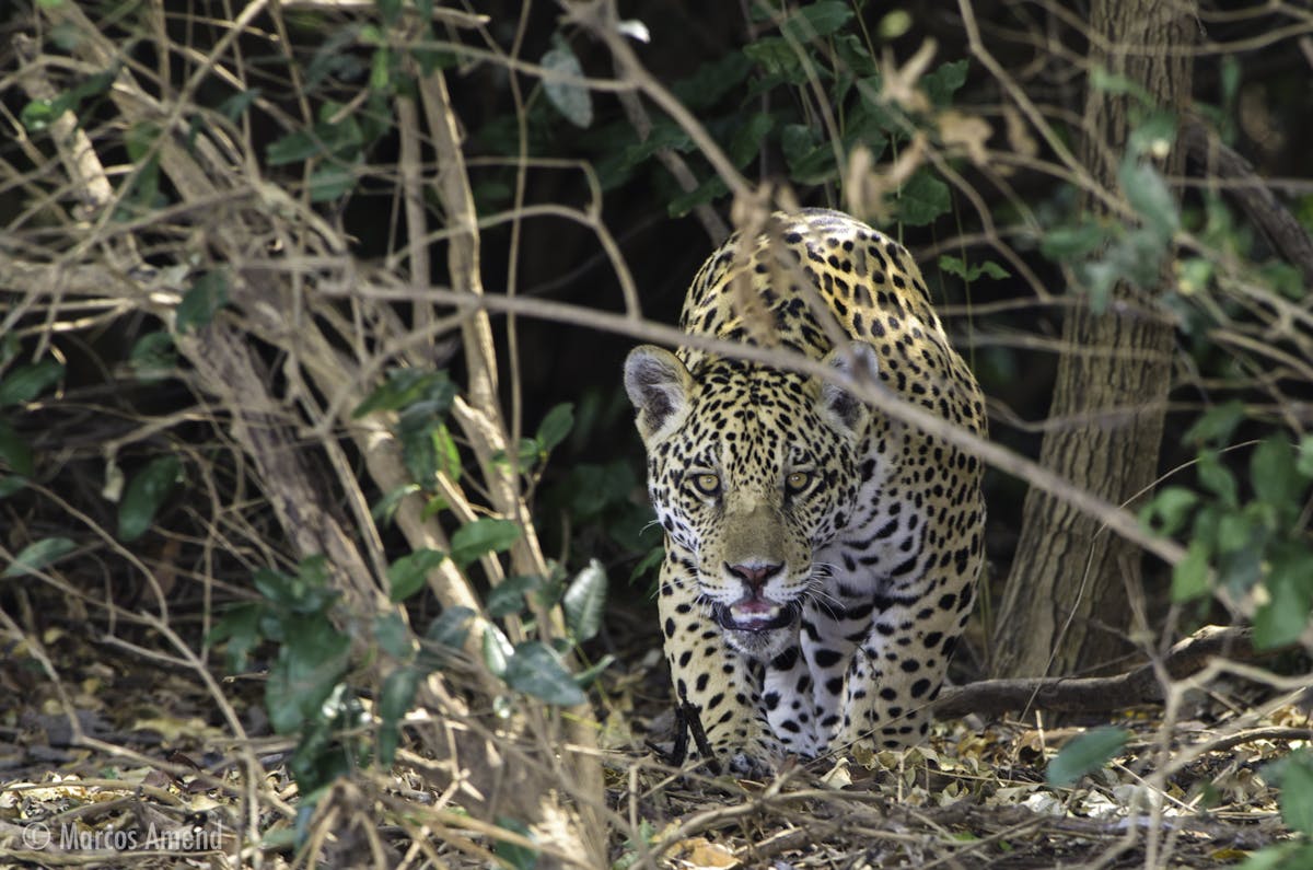 Amazon - jaguar