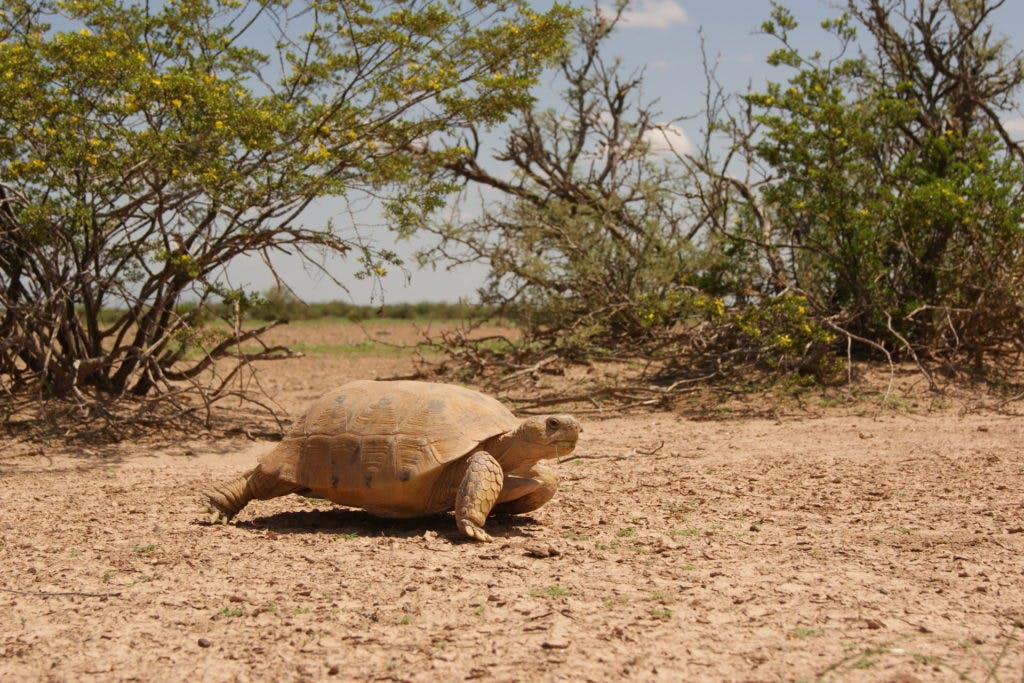 Bolson Tortoise (Photo by James Liu)