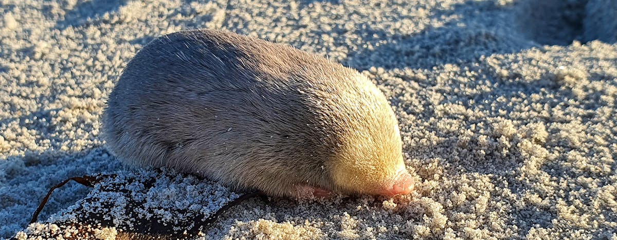 FOUND: Iridescent blind mole with super-hearing powers rediscovered ‘swimming’ through sand dunes of South Africa