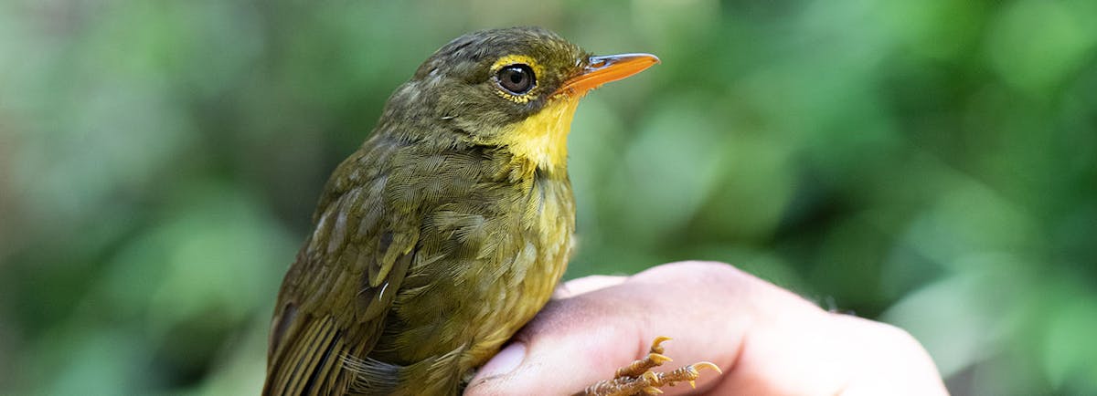 FOUND: Mysterious songbird rediscovered in Madagascar after eluding scientists for 24 years