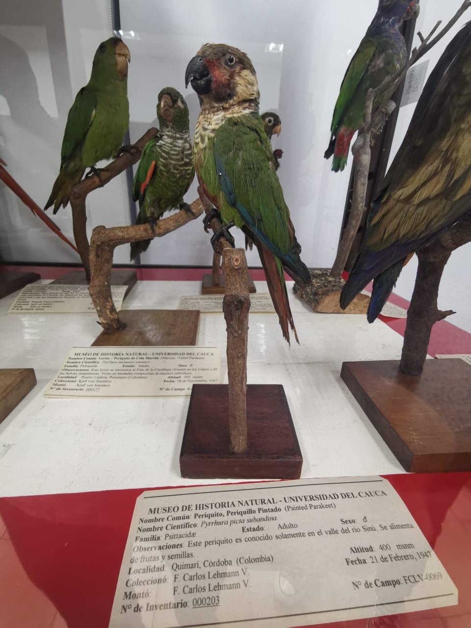 Sinú Parakeet specimen in the Cauca Museum. There are no known photos of a Sinú Parakeet in the wild. (Photo by Fernado Ayerbe)

