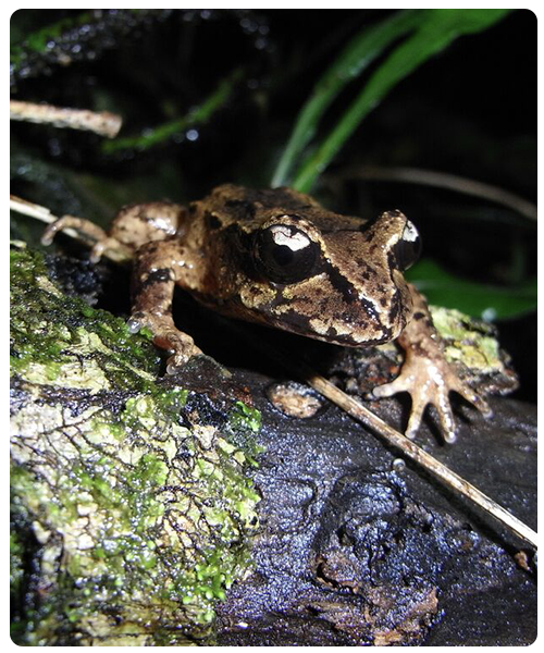 Stephens Island Frog. Photo by Biz Bell. 
