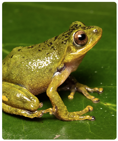 Indigo Bush Frog. Photo by Vineeth Kumar K.