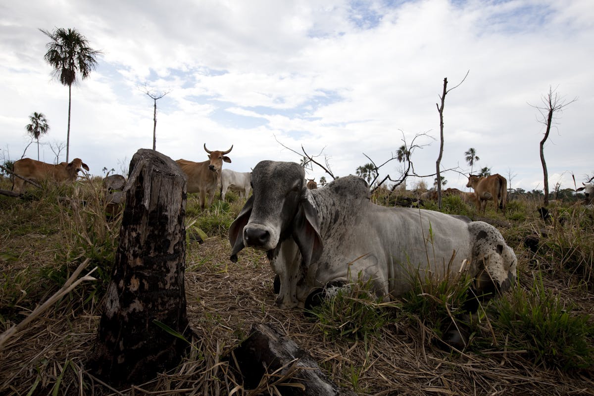 Cattle in an area that had been forest. (Photo courtesy of WCS)
