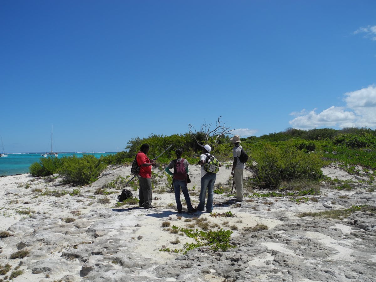Tracking Lesser Antillean Iguanas on Prickly Pear Cays. (Photo by Jenny Daltry/FFI/Re:wild)