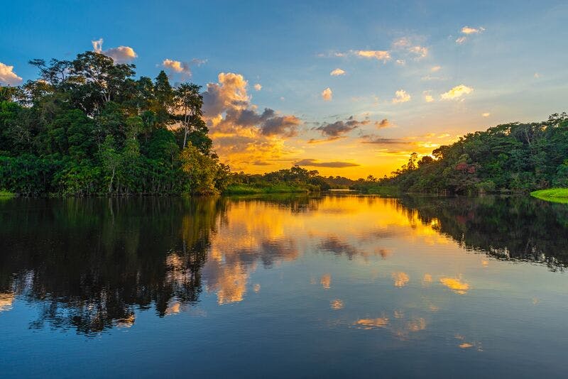 Amazon landscape