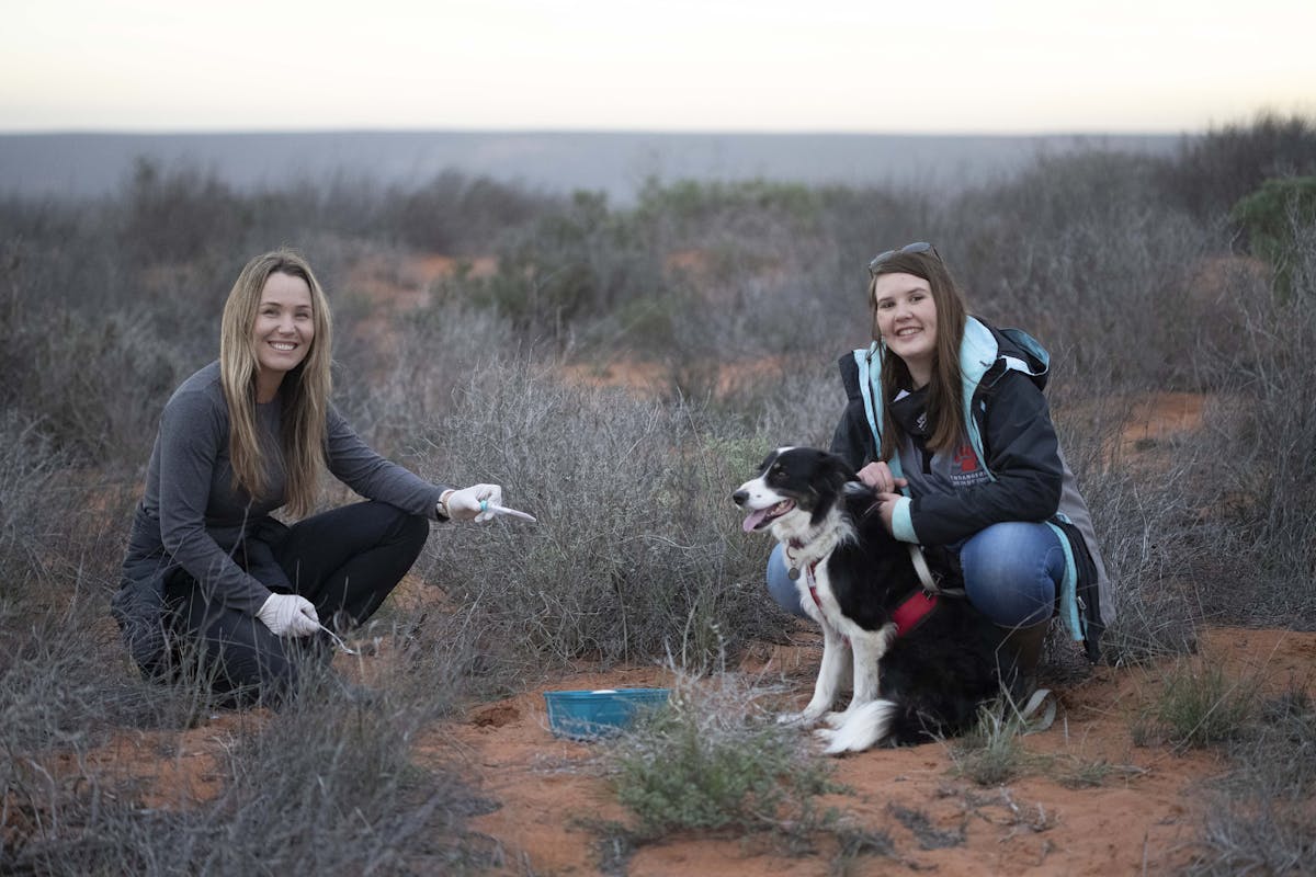 Samantha Mynhardt (left) and Esther Matthews (right) with Jessie, a scent detection dog. The three are part of a team using scent-detection and eDNA to find the lost De Winton's Golden Mole. (Photo by Nicky Souness)