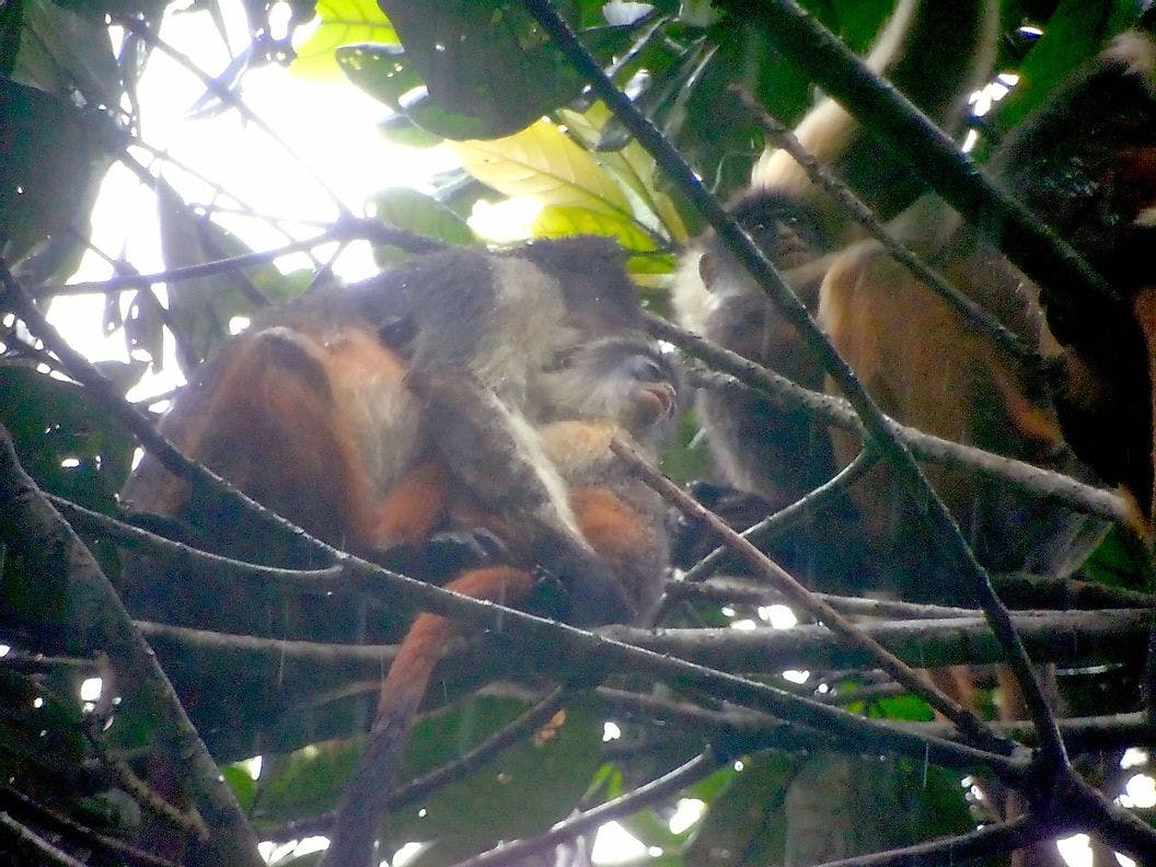 Niger Delta Red Colobus group in Apoi Community Conservancy. (Photo by SW/Niger Delta Forest Project)