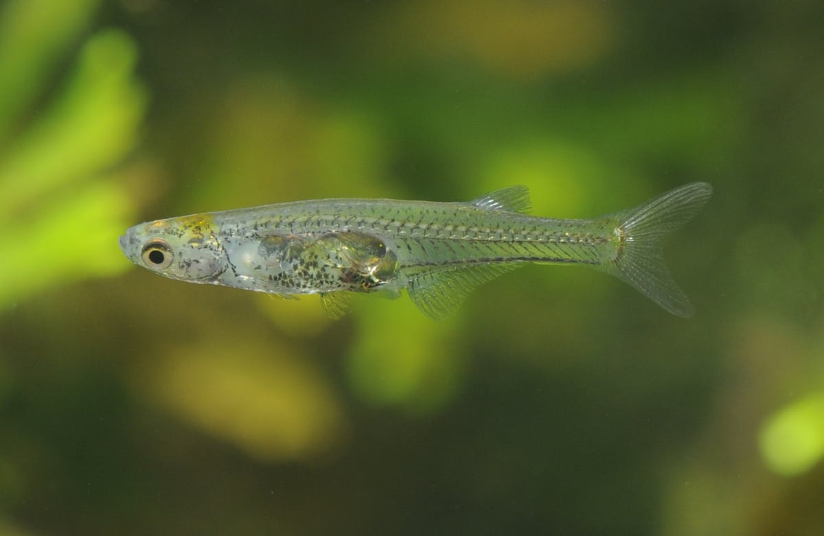 Danionela cerebrum was described as a new species in 2021 after genetic and morphological analysis. The tiny fish is transparent and only has a layer of skin covering its brain. (Photo by Ralf Britz)
