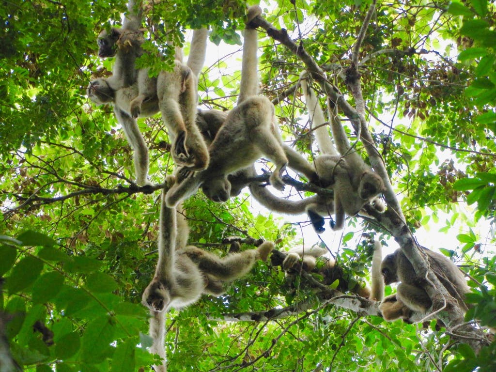 Muriquis have made a reputation for themselves as the planet’s most peaceful primate. (Photo by Carla Possamai)