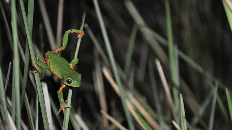 Brazil’s battle for beef pushes Critically Endangered frog from its wetland home 