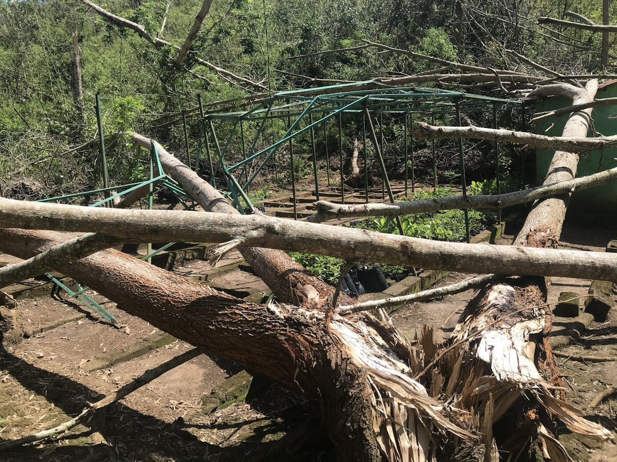 Site damage at the Antananibeloha tree nursery.