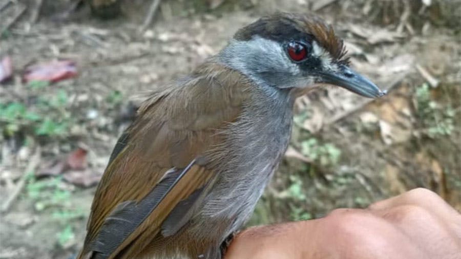 The Black-browed Babbler, an enigma that has been missing and has perplexed scientists for more than 170 years, is found in Indonesia