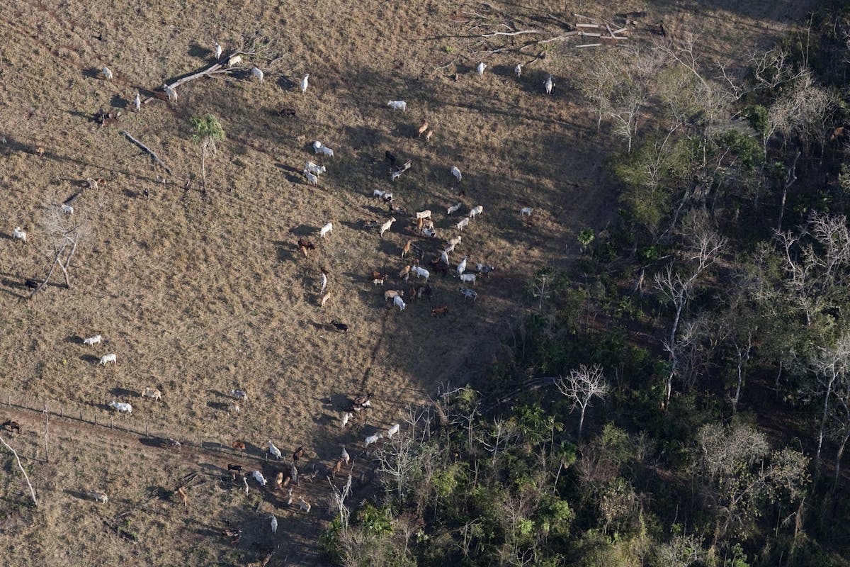 Cattle ranging in an area that was previously intact forest in Mesoamerica. (Photo courtesy of Wildlife Conservation Society)