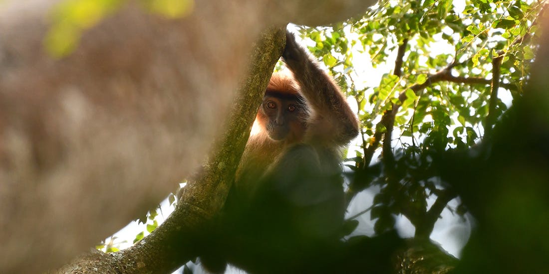 Five unusual animal species of Virunga National Park 