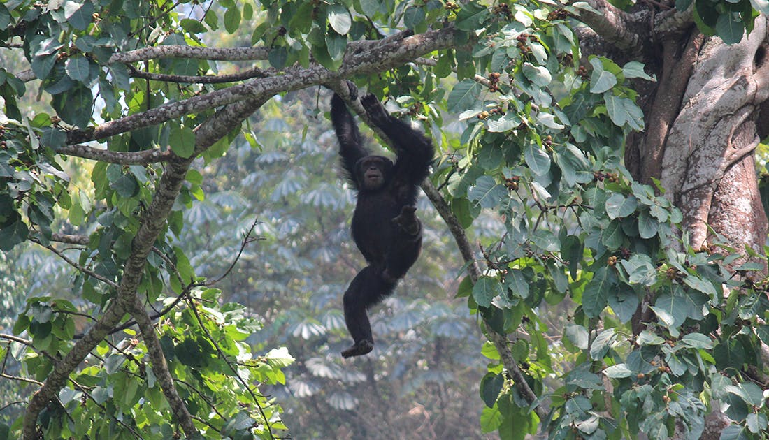 New research shows more than one-third of Africa’s great apes face risks related to mining projects