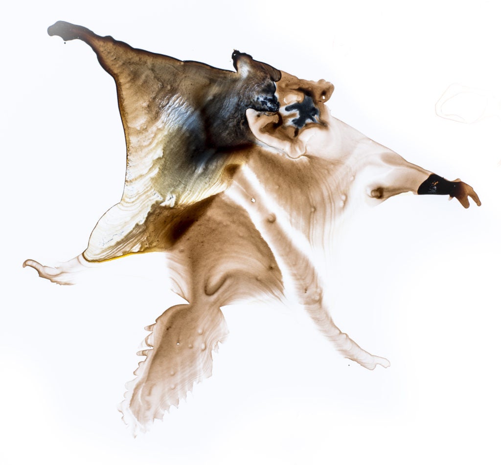 The Superheroes Of The Squirrel World: Flying Squirrels | Re:wild