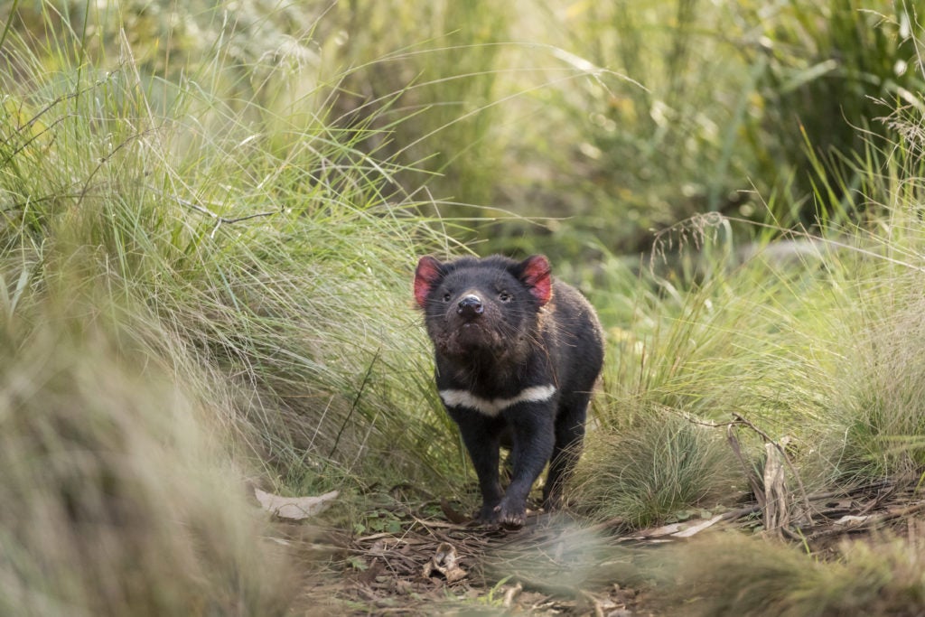 ‘Really amazing’: joy as 10 Tasmanian devil joeys emerge from Australia’s biggest mainland breeding program