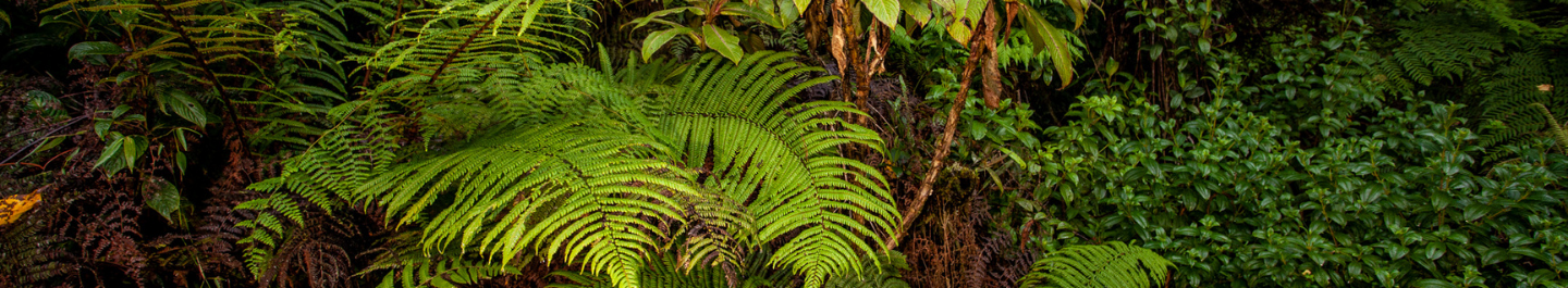 ferns