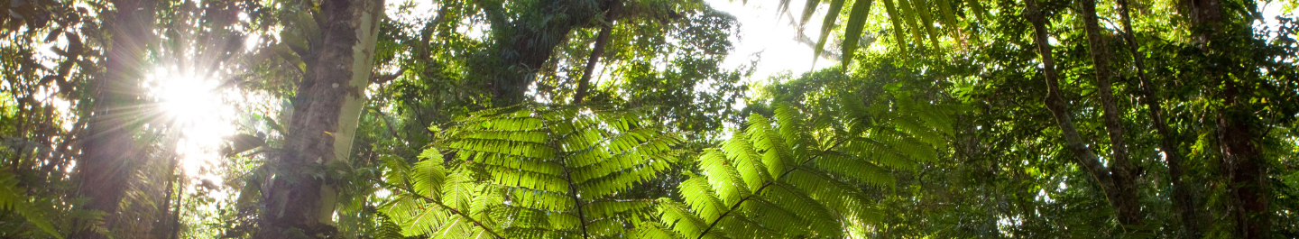 ferns in a forest