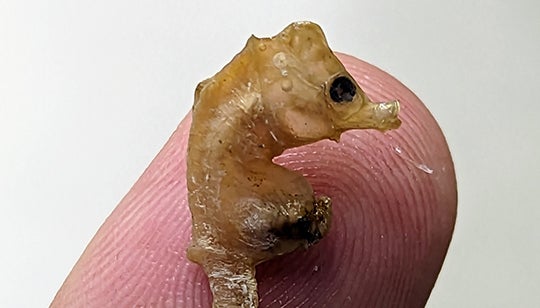 Could a seahorse smaller than your finger still live in the ocean