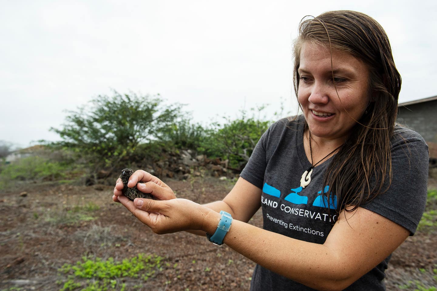 Finch release (Paula bio)