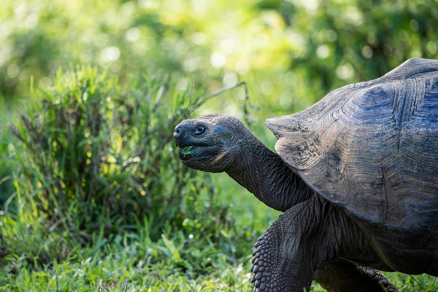 Giant tortoise body image