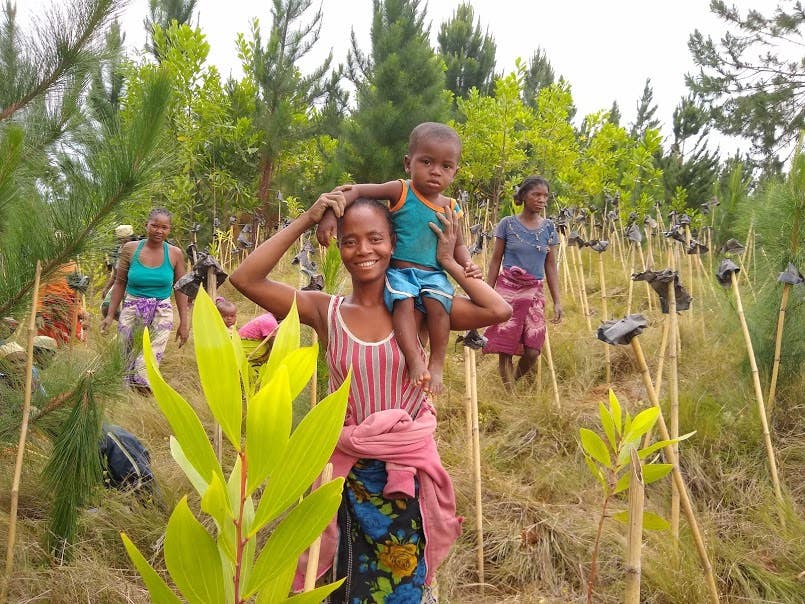 Kianjavato tree planting photo #2