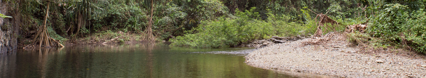 water and forested area