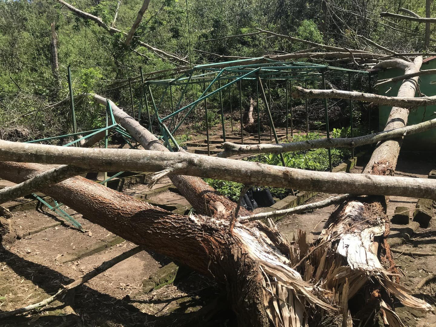 ANTANANIBELOHA NURSERY (2)