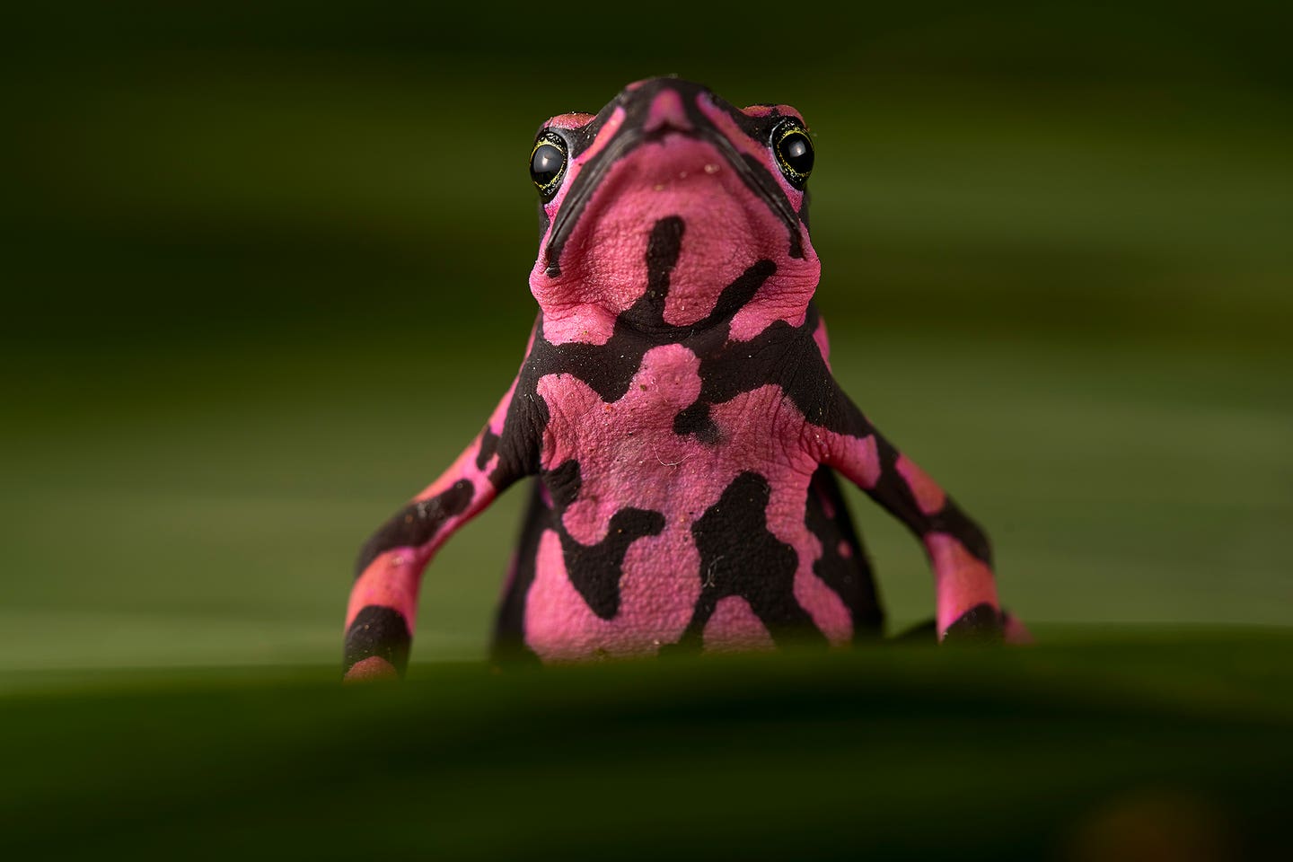 Atelopus hoogmoedi from Brazil (pink morph)